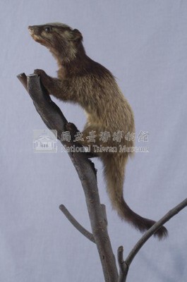 Foemosan Gem-faced Civet Collection Image, Figure 4, Total 12 Figures