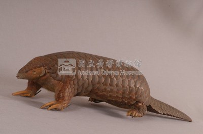 臺灣鯪鯉藏品圖，第4張
