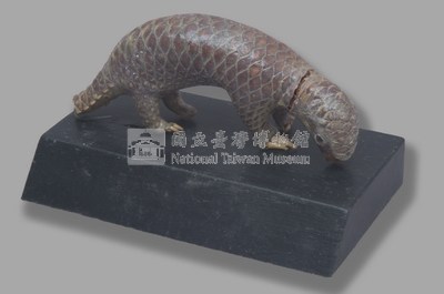 臺灣鯪鯉藏品圖，第4張