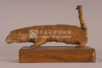水獺藏品圖，第4張