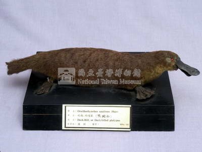鴨嘴獸藏品圖，第4張