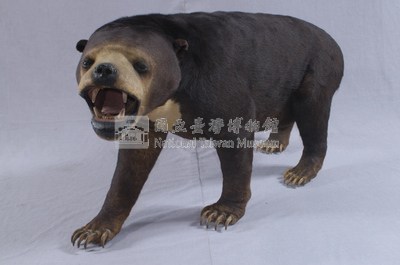 馬來黑熊藏品圖，第6張