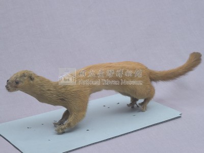 Golden Weasal Collection Image, Figure 4, Total 11 Figures