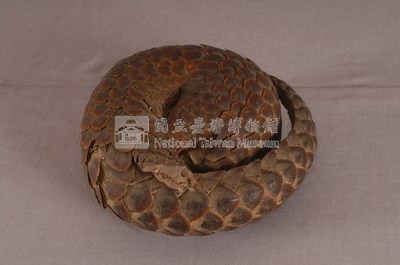 臺灣鯪鯉藏品圖，第4張