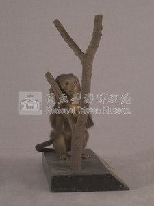 Formosan Rock-monkey Collection Image, Figure 4, Total 15 Figures