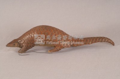 臺灣鯪鯉藏品圖，第4張