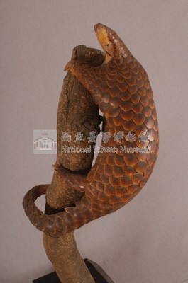 臺灣鯪鯉藏品圖，第4張