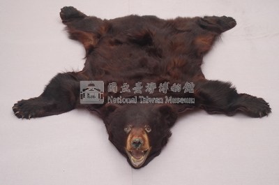 美洲黑熊皮藏品圖，第4張