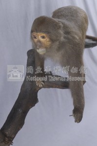 Formosan Rock-monkey Collection Image, Figure 4, Total 7 Figures