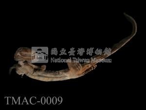 斑泥螈藏品圖，第7張