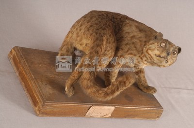 石虎藏品圖，第4張