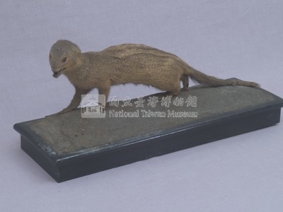 Crab-eating Mongoose Collection Image, Figure 4, Total 13 Figures