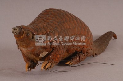 臺灣鯪鯉藏品圖，第4張