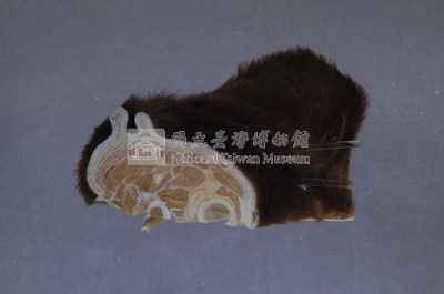 黑熊頸部藏品圖，第4張