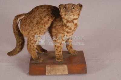 石虎藏品圖，第4張