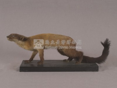 黃喉貂藏品圖，第4張