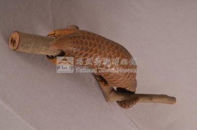 臺灣鯪鯉藏品圖，第4張