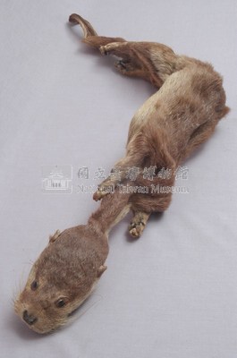 水獺藏品圖，第4張