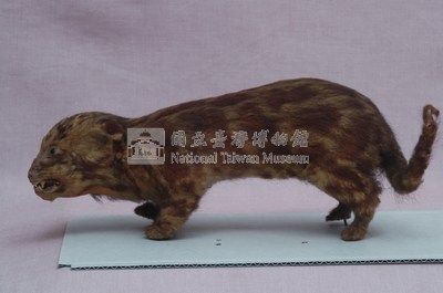 臺灣雲豹藏品圖，第4張