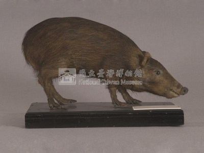 Formosan Wild Boar Collection Image, Figure 4, Total 16 Figures