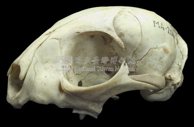 石虎頭骨藏品圖，第4張