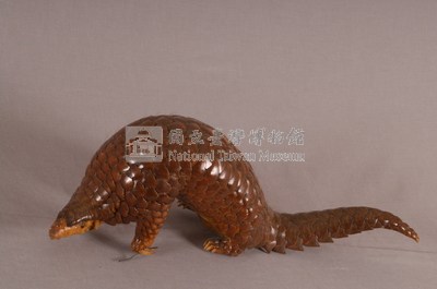 臺灣鯪鯉藏品圖，第4張