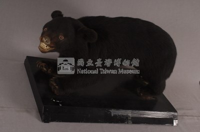 臺灣黑熊藏品圖，第4張