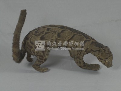 臺灣雲豹藏品圖，第5張
