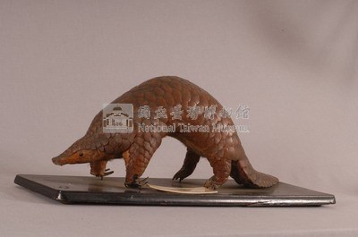 海南穿山甲藏品圖，第4張