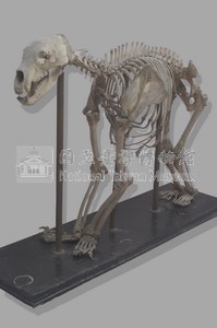 臺灣黑熊骨骼藏品圖，第4張