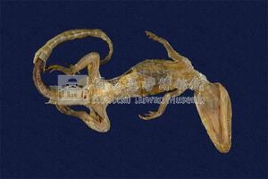 鱷魚藏品圖，第4張