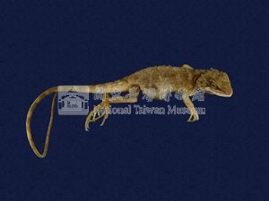 Swinhoe’s tree lizard Collection Image, Figure 5, Total 11 Figures