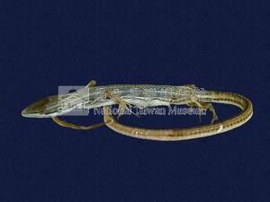 Green Spotted Grass Lizard Collection Image, Figure 5, Total 8 Figures