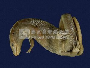 中國石龍子臺灣亞種藏品圖，第5張