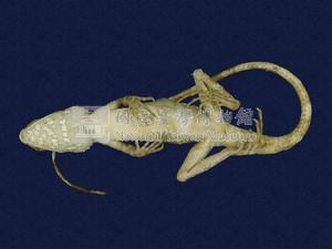 Swinhoe’s tree lizard Collection Image, Figure 5, Total 7 Figures