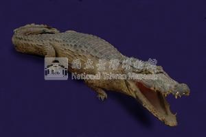 Spectacled caiman Collection Image, Figure 5, Total 12 Figures
