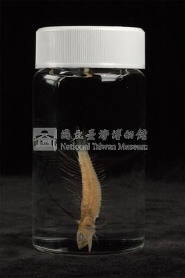 小骨鰧藏品圖，第3張