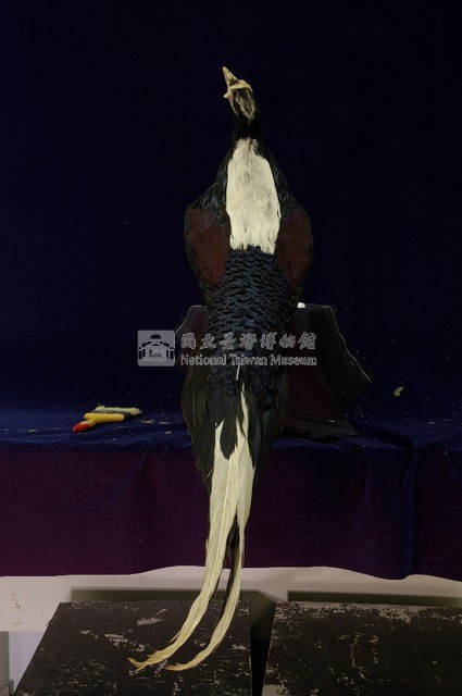 藍腹鷴藏品圖，第6張