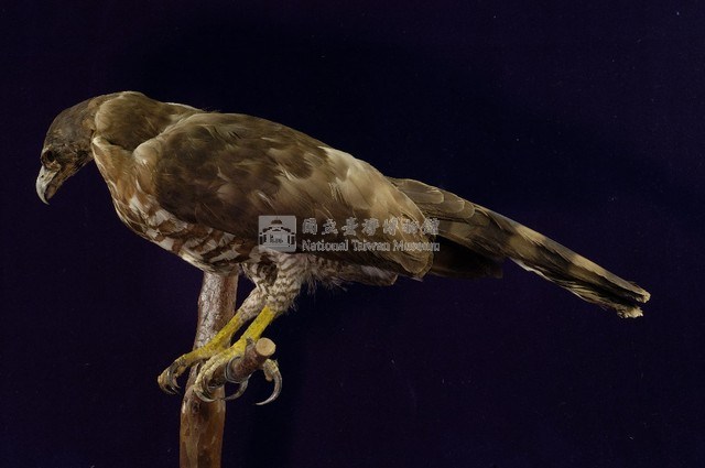 鳳頭蒼鷹藏品圖，第5張
