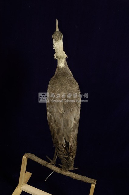 白頭鶴藏品圖，第6張