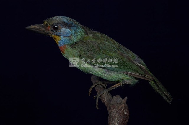 五色鳥藏品圖，第7張