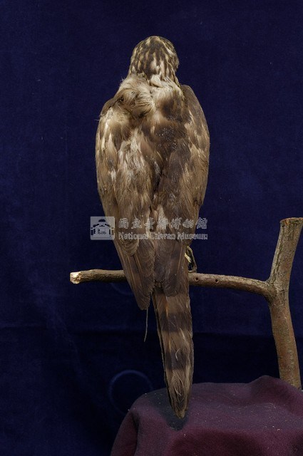 鳳頭蒼鷹藏品圖，第5張