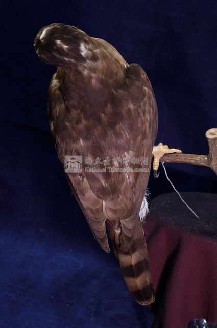 鳳頭蒼鷹藏品圖，第5張