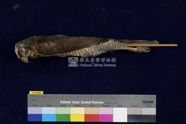 鳳頭蒼鷹藏品圖，第1張
