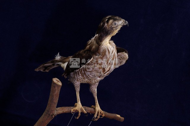 鳳頭蒼鷹藏品圖，第5張