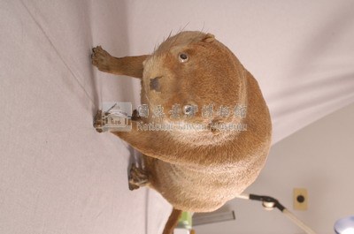 水獺藏品圖，第5張
