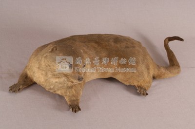 水獺藏品圖，第6張
