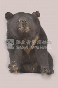 臺灣黑熊藏品圖，第7張