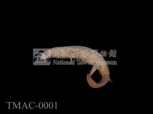 山椒魚藏品圖，第8張