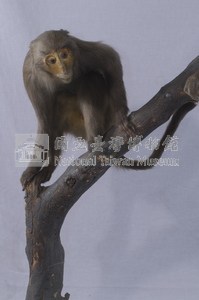 臺灣獼猴藏品圖，第5張